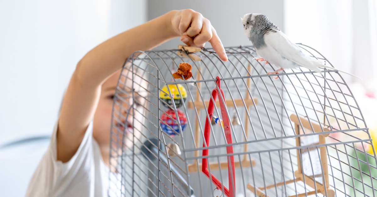 How to Choose the Perfect Toys for Your Pet Bird